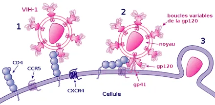 440px-HIV_attachment_fr.png