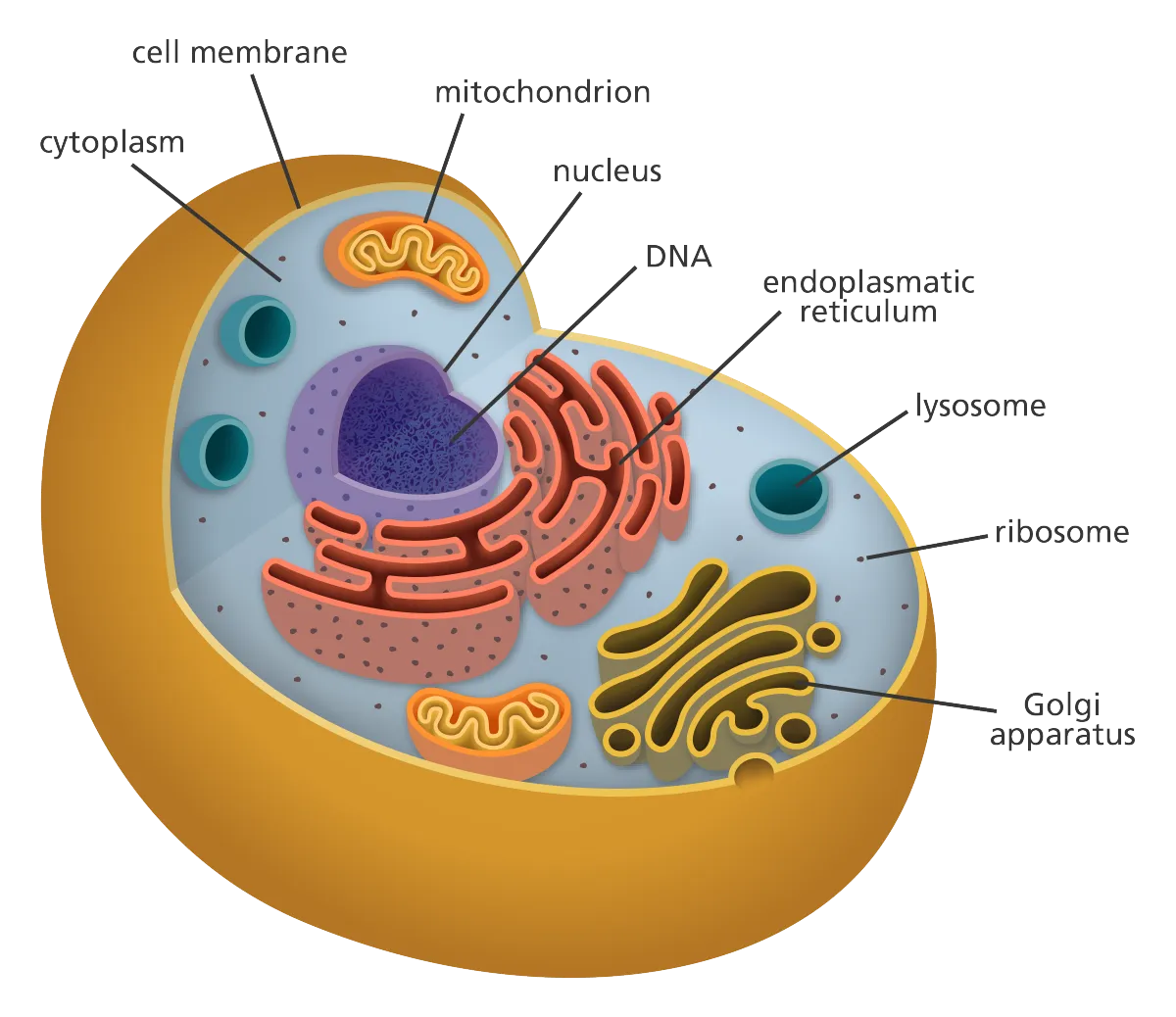 cell_diagram_yourgenome.png