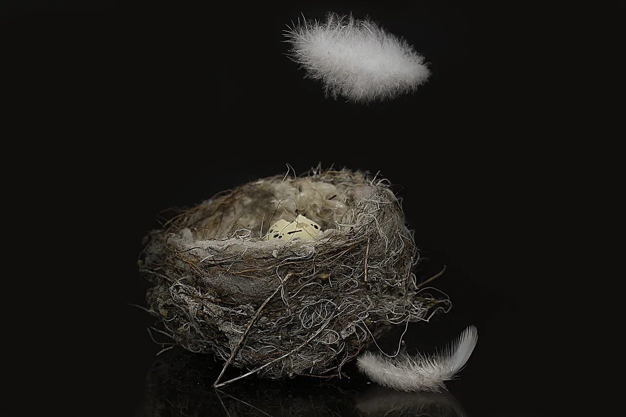 birds-nest-3530606_1920.jpg