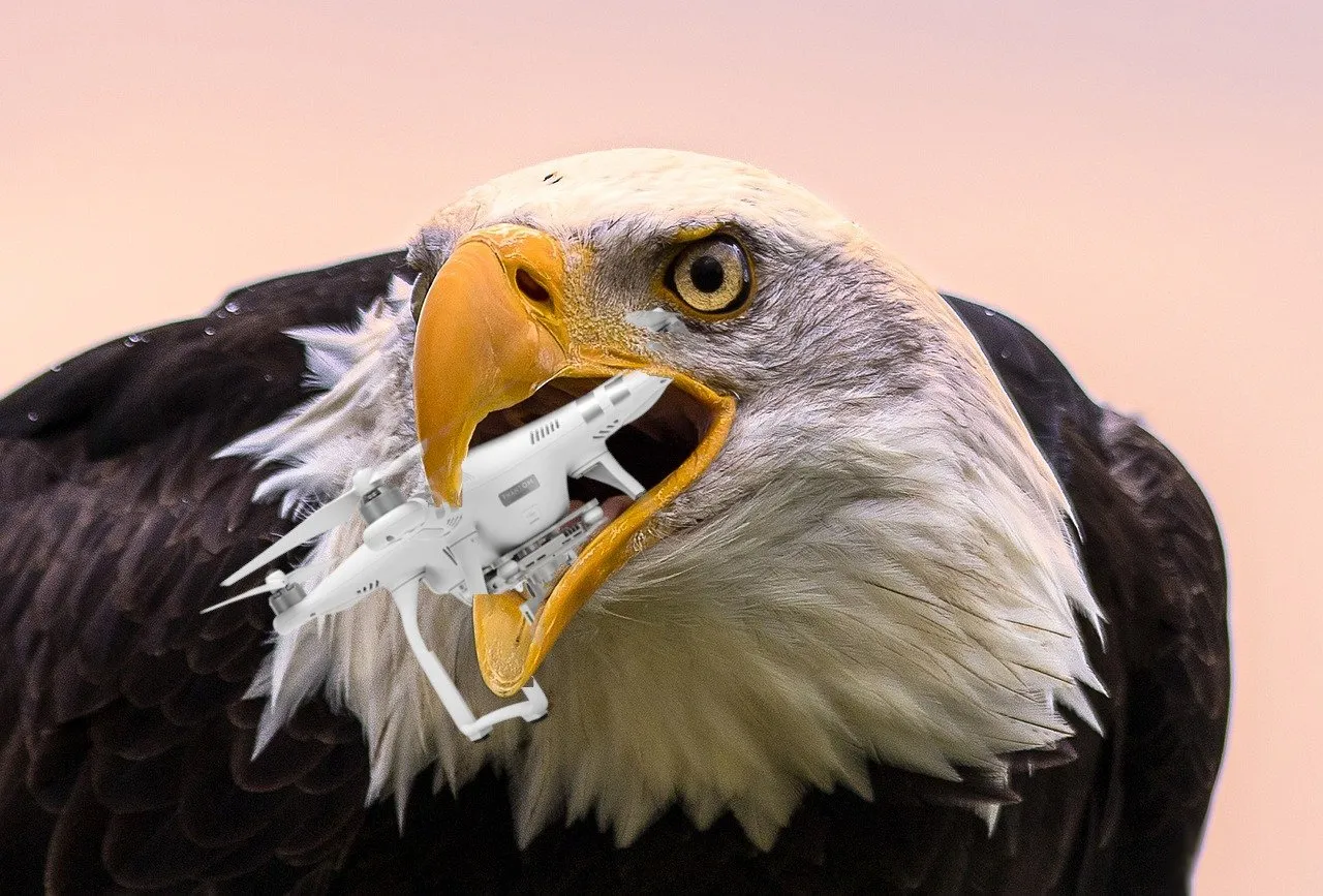 bald-eagle-5463386_1280.jpg