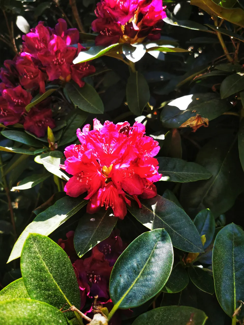 IMG_20240518_131635-01.jpeg