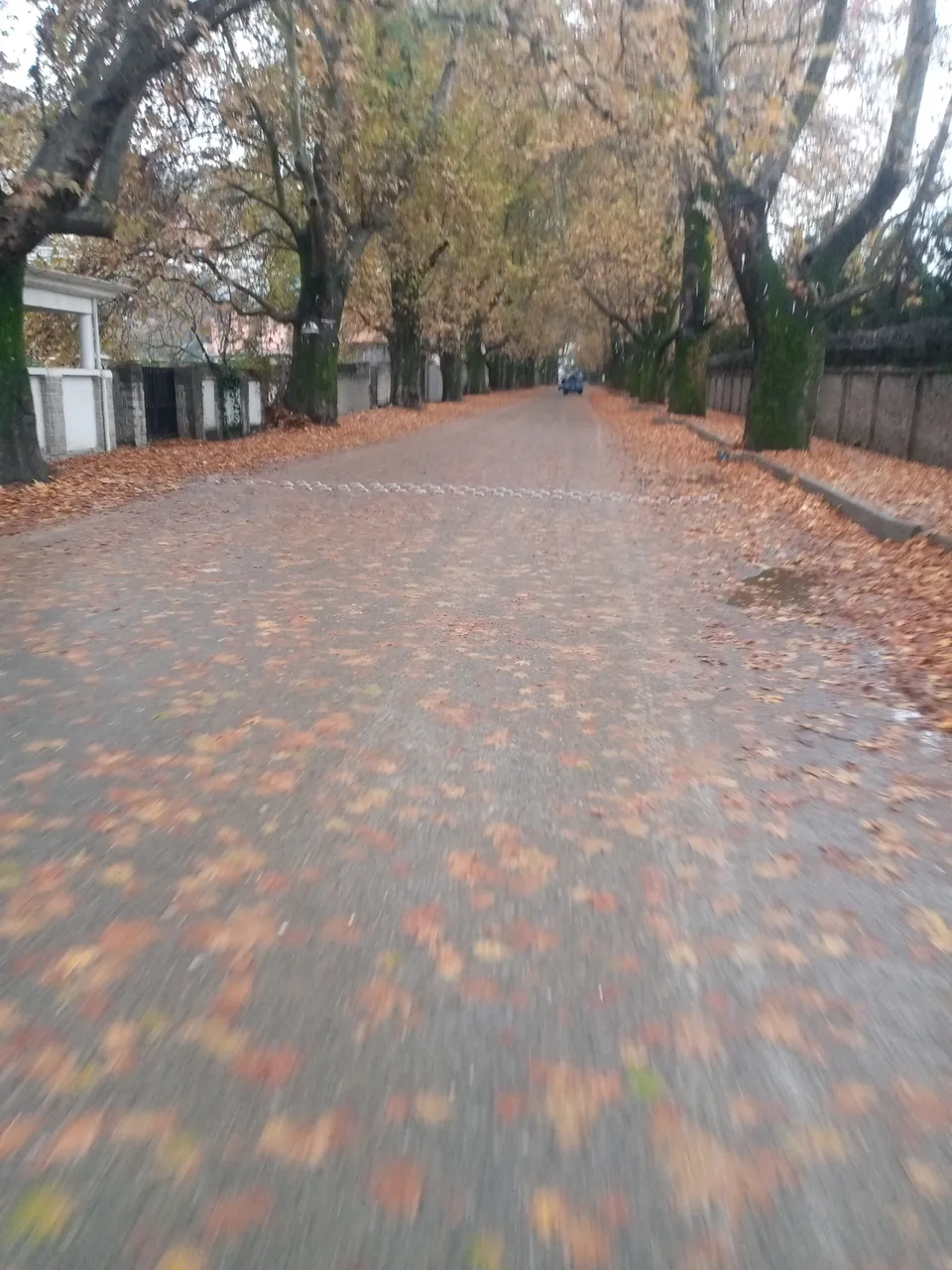 IMG_20201115_100224_018.jpg