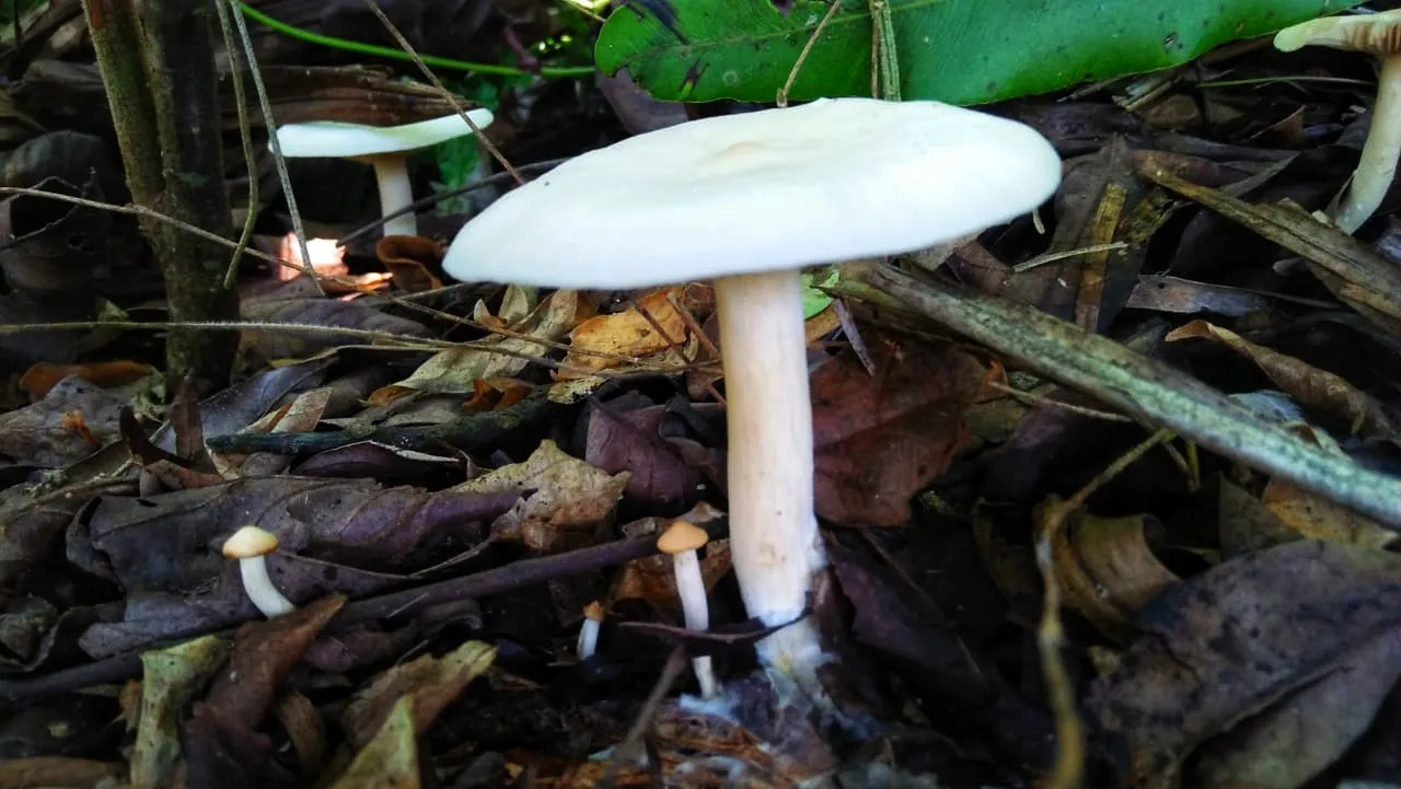 IMG-20210827-WA0028-01.jpeg