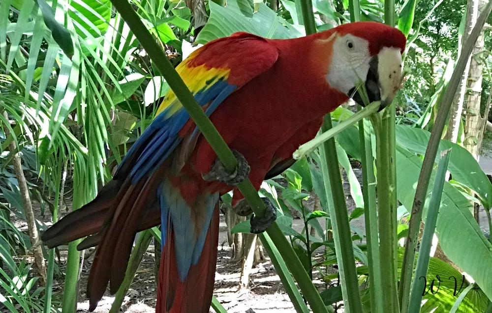 travel-jamaica-parrot-4.jpg