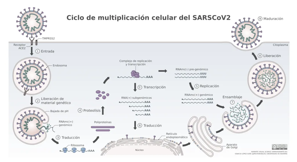 1024px-SARS-CoV-2_ciclo.png