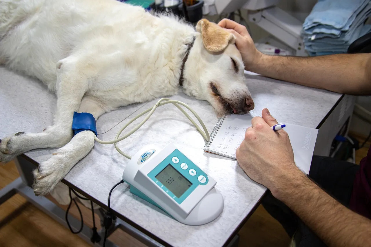 veterinary-4940425_1280.jpg
