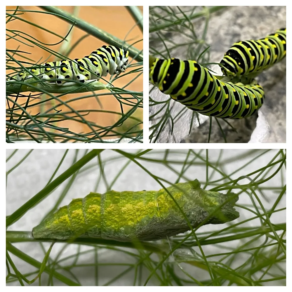 hive-garden-catapillars.jpg