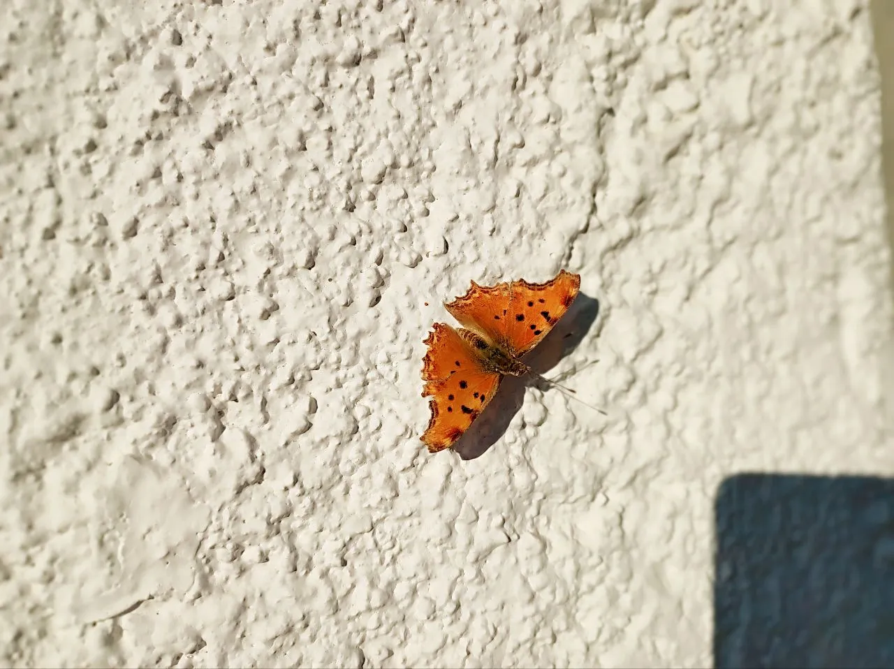 IMG_20220827_235527_495.jpg