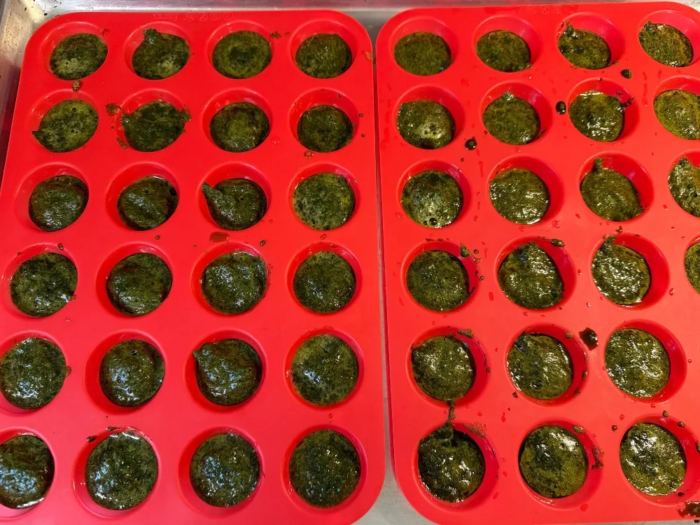 hivegarden-basil-freeze.jpg