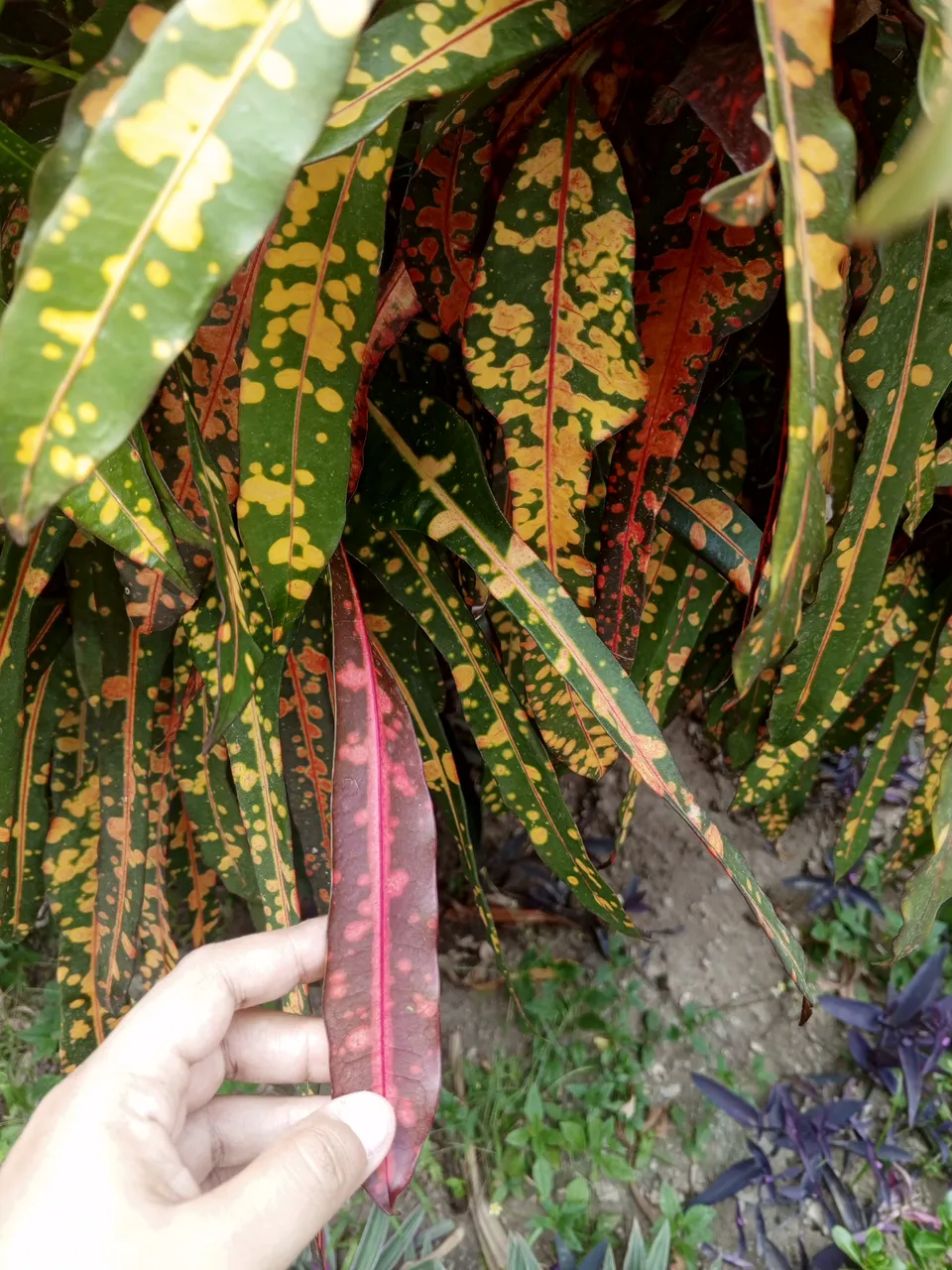 IMG_20250712_111933_123.jpg
