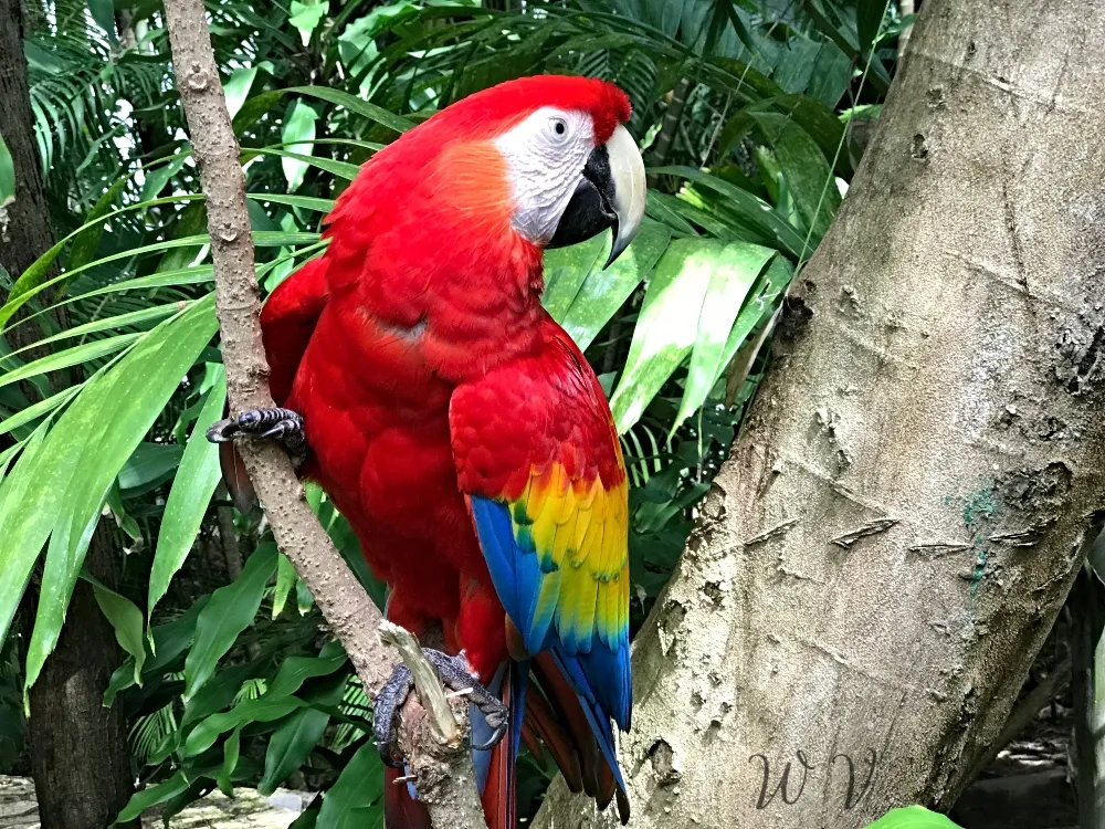 travel-jamaica-parrot-1.jpg