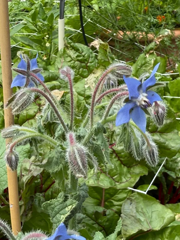 hivegarden-borage (1).jpg