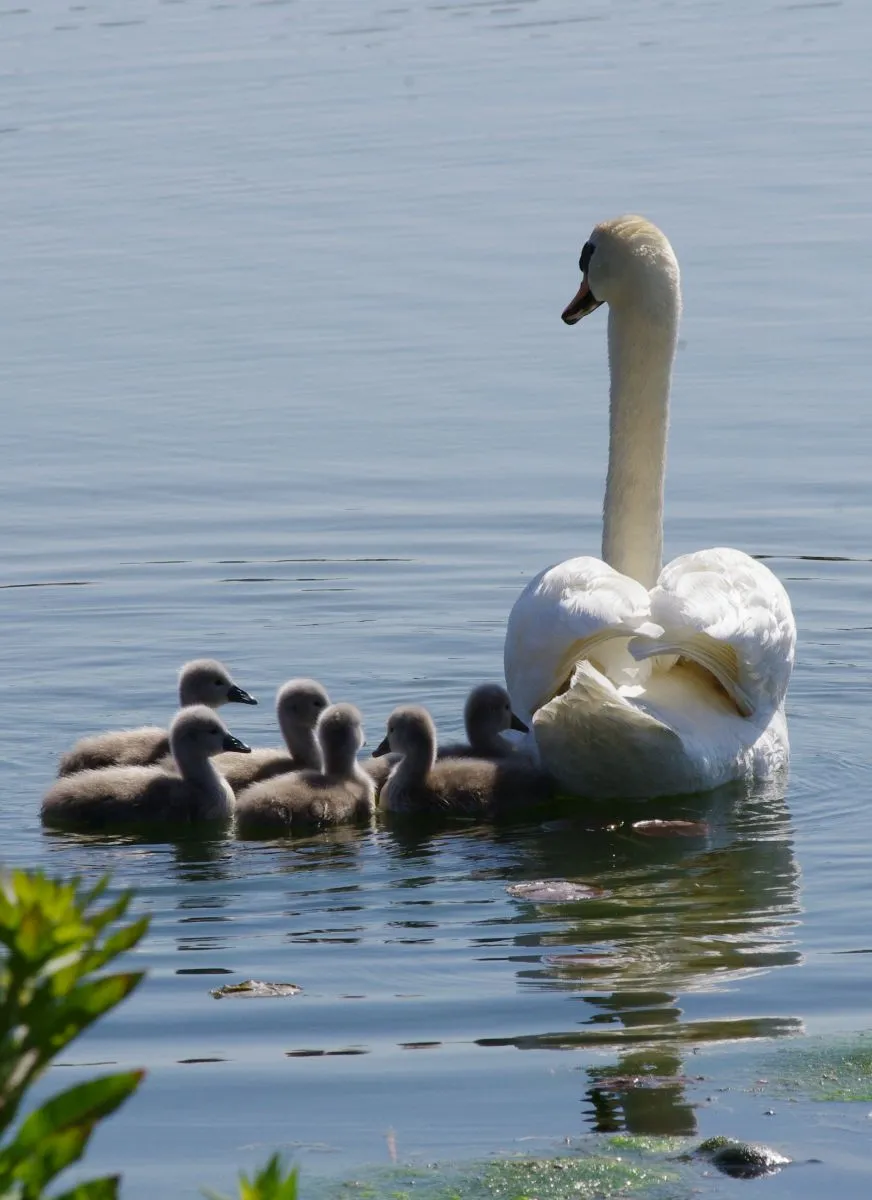 swan-1-1200-wanda-virgo.jpg