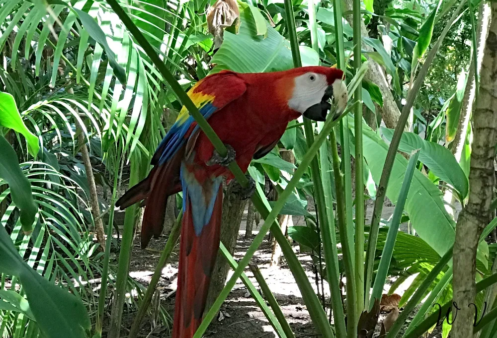 travel-jamaica-parrot-3.jpg