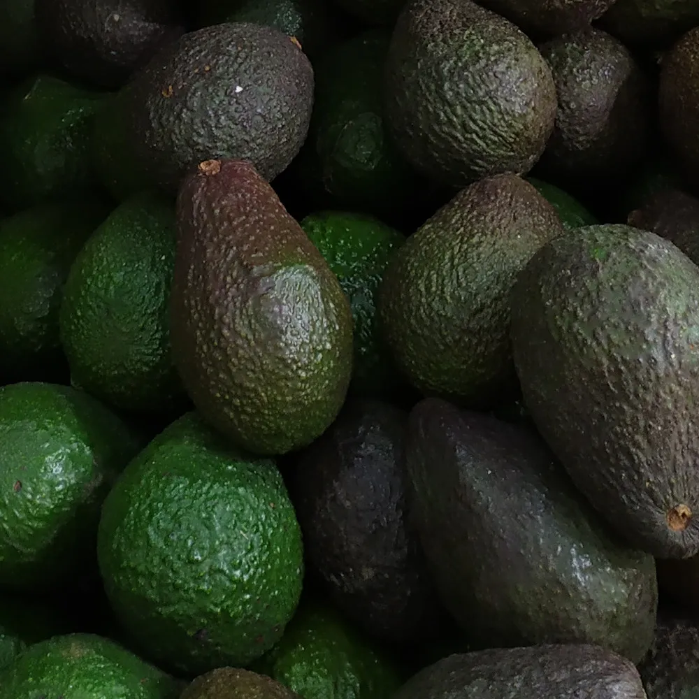 aguacate-hass-1000x1000.jpg