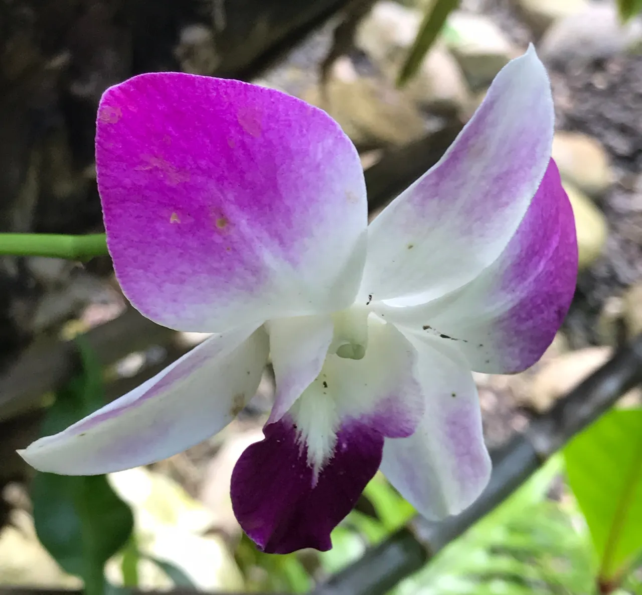 travel-jamaica-orchid-1.jpg