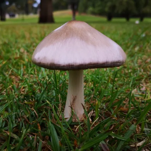 The shiny cap is easy to see on lawns.
