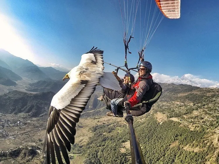 best-gopro-photos-bird.jpg