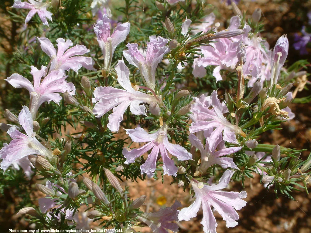PinkFlowers-001-010118.jpg
