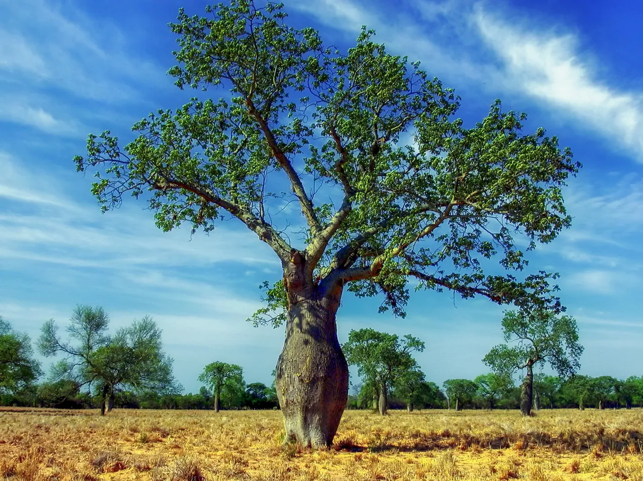 ceiba-tree-321639_1920.jpg