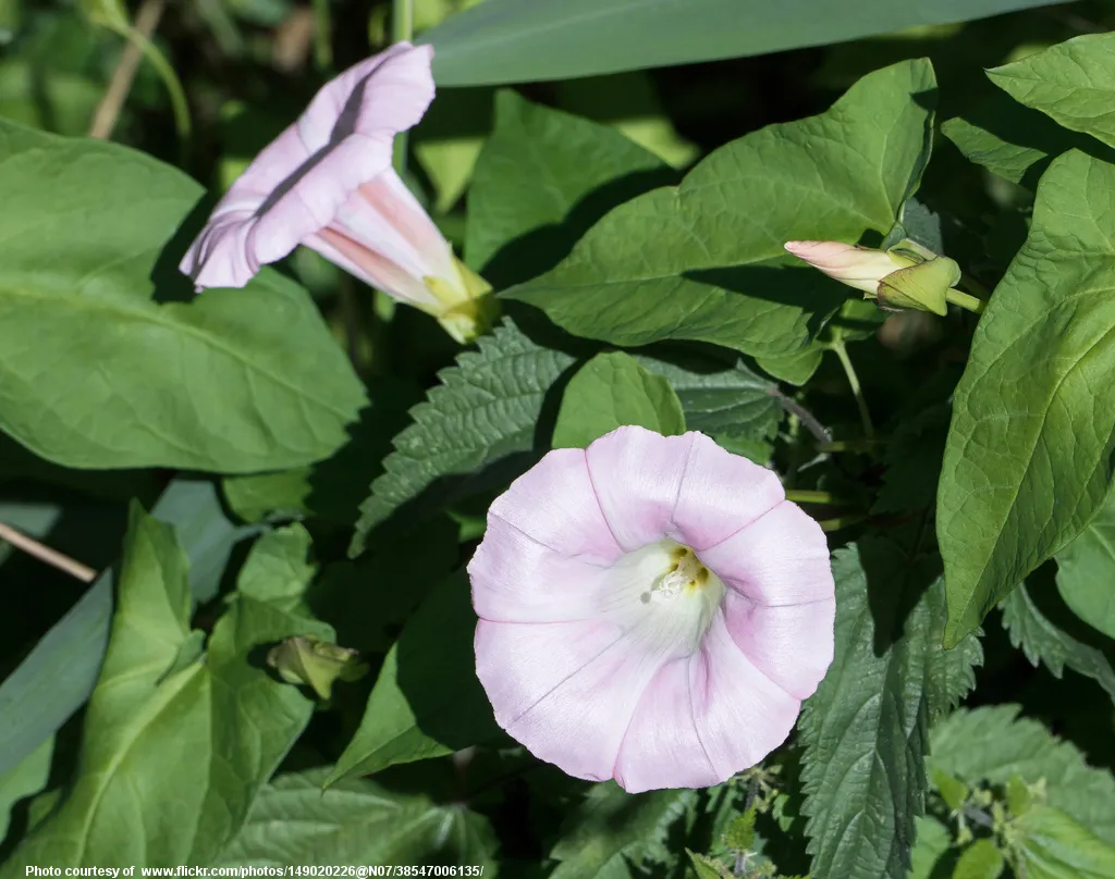 PinkFlowers-002-010118.jpg