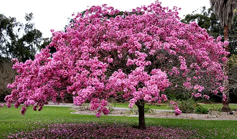 tabebuia-rosea-apamate.jpg