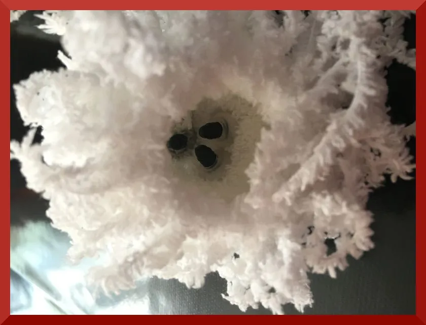 bichon inside head.JPG