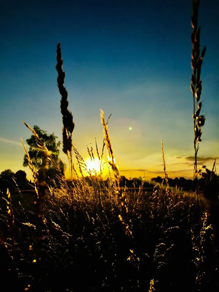 Sonnenuntergang Feld.jpg