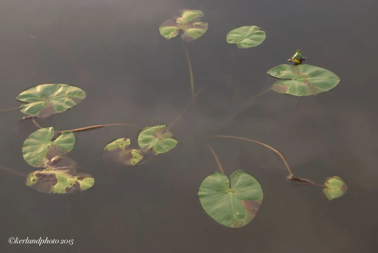 Water-lillies-1024x685.jpg