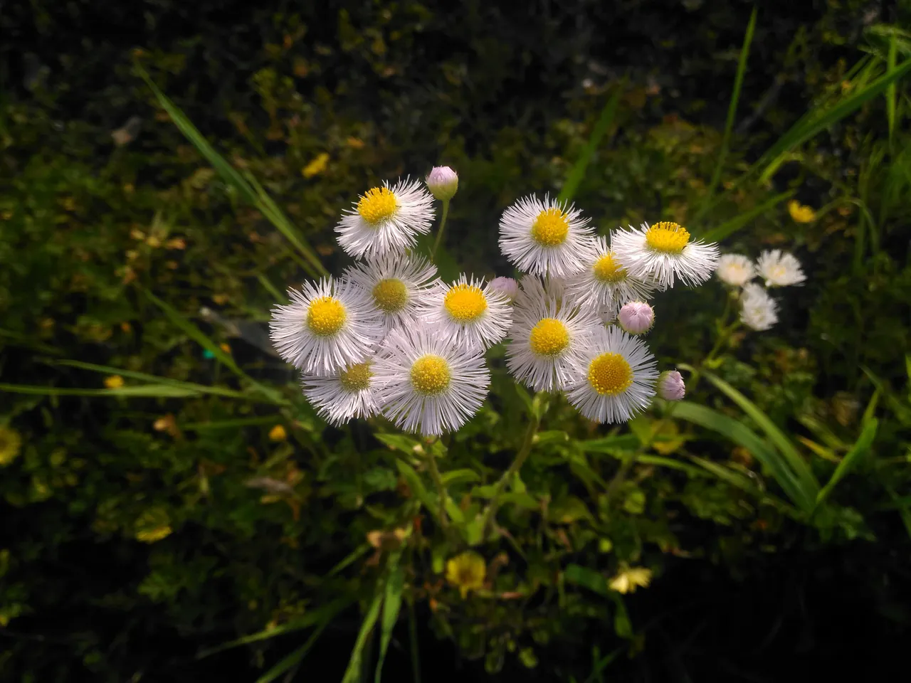 no name flower 1.jpg