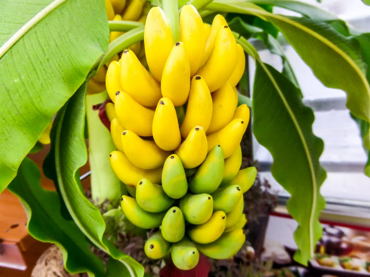 banana-trees-289022372.jpg