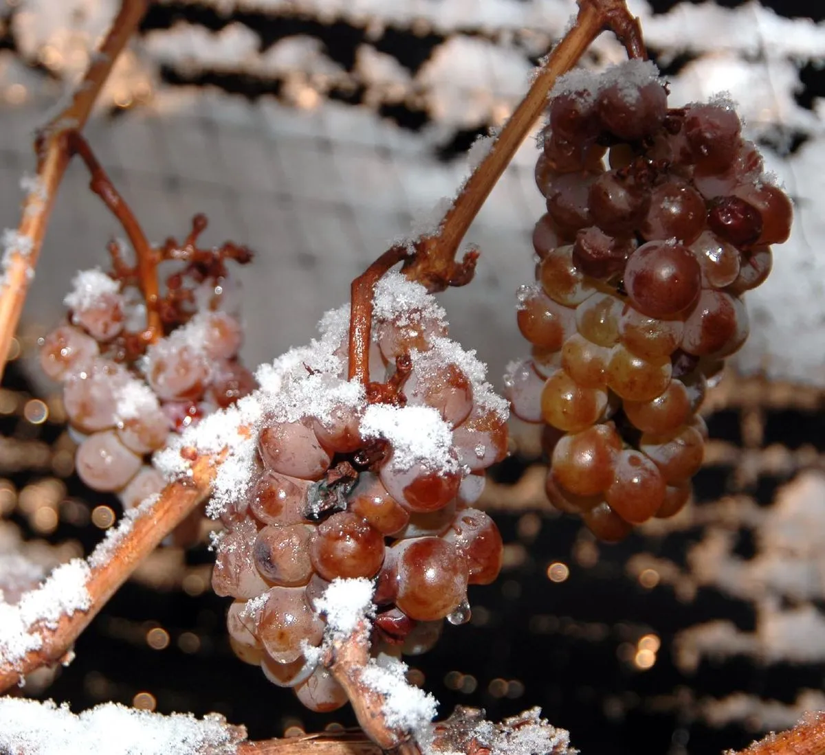 1200px-Ice_wine_grapes.jpg