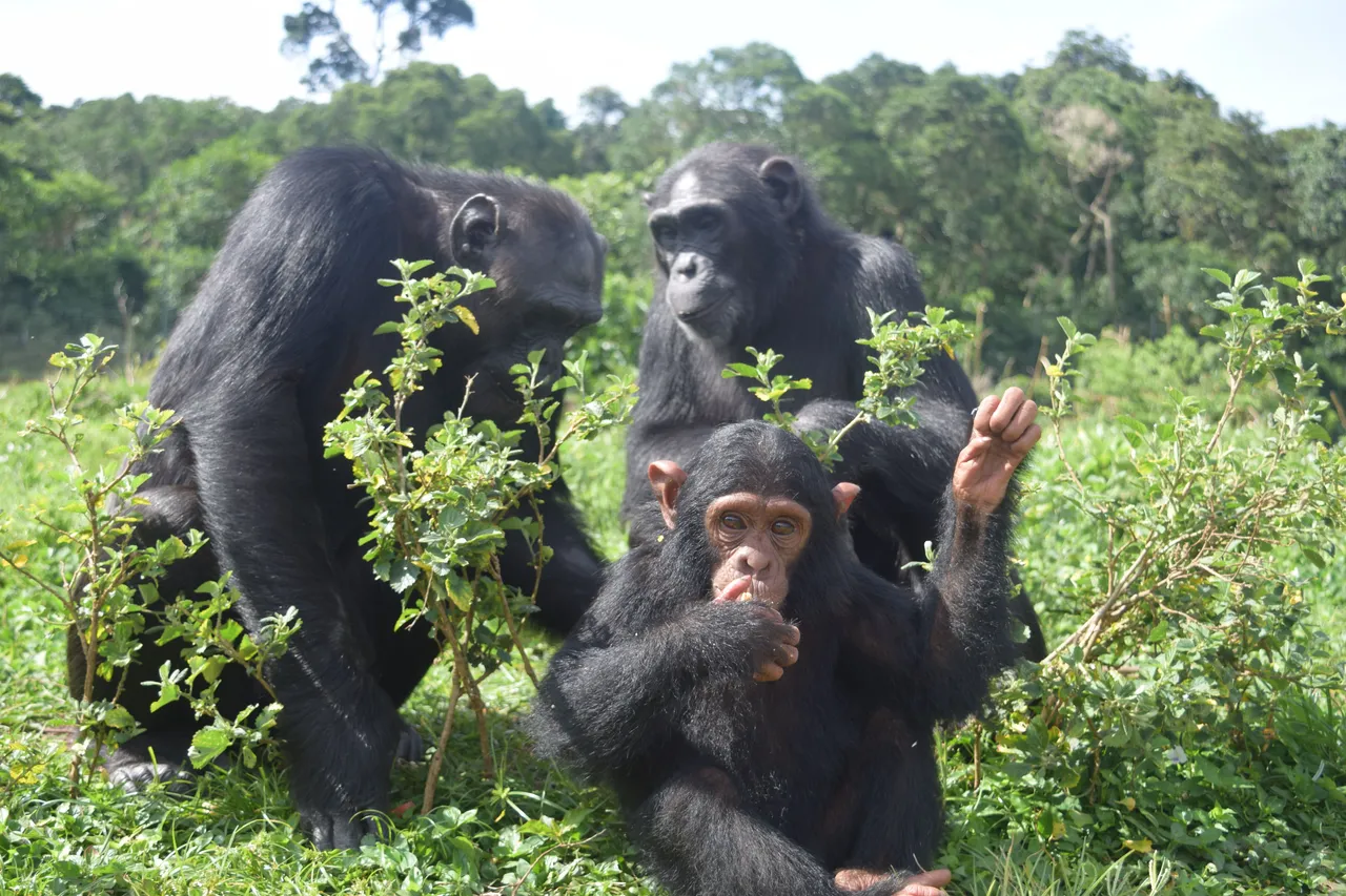 eazy-with-other-chimps.jpg