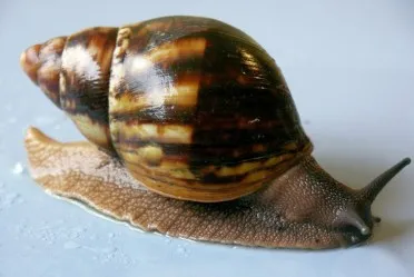 archachatina-marginata.jpg