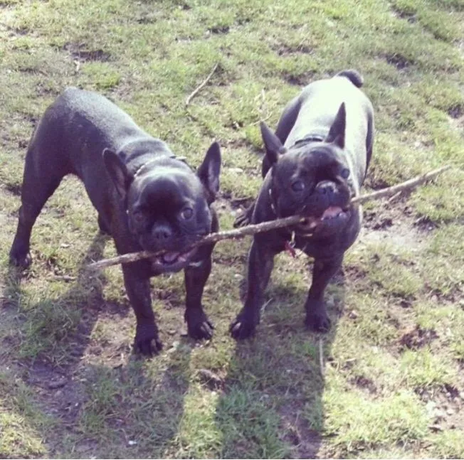 2 dogs one stick.jpg