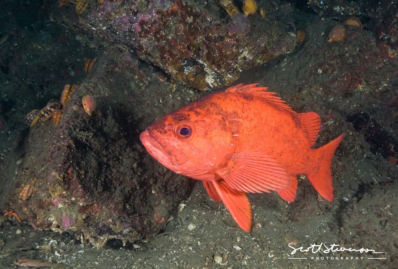 Vermilion Rockfish-5.jpg