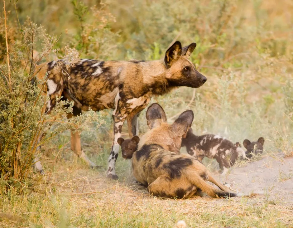 african-wild-dogs-foto.jpg