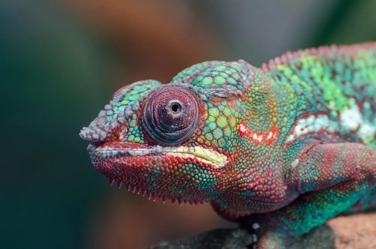 chameleon-3056867_1920.jpg