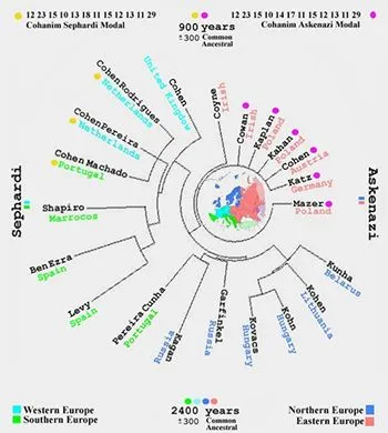 Cohanim_haplotype_tree.jpg