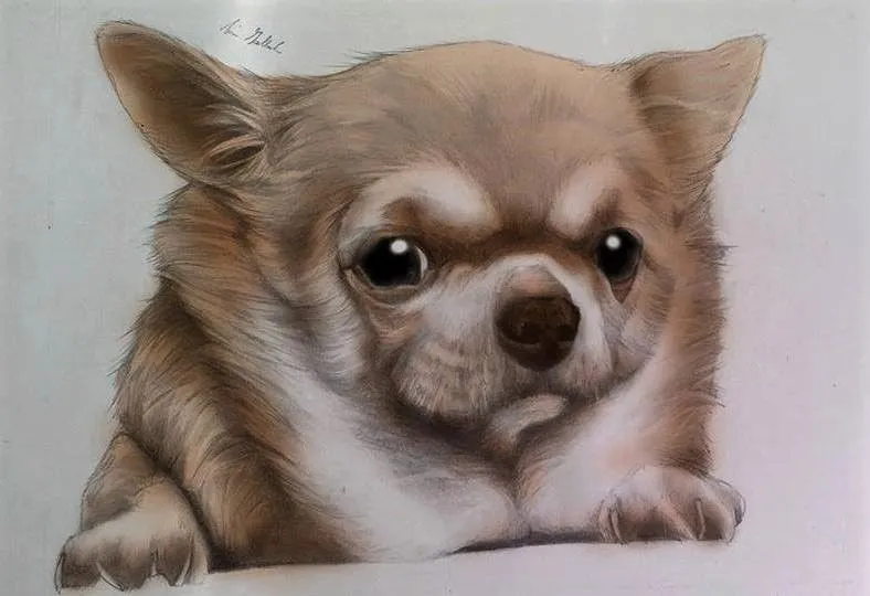 lILY THE CHIHUAHUA.jpg