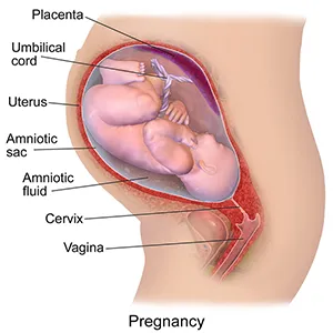 Blausen_0747_Pregnancy.png