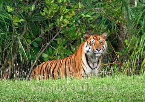 Royal Bengal Tiger.jpg