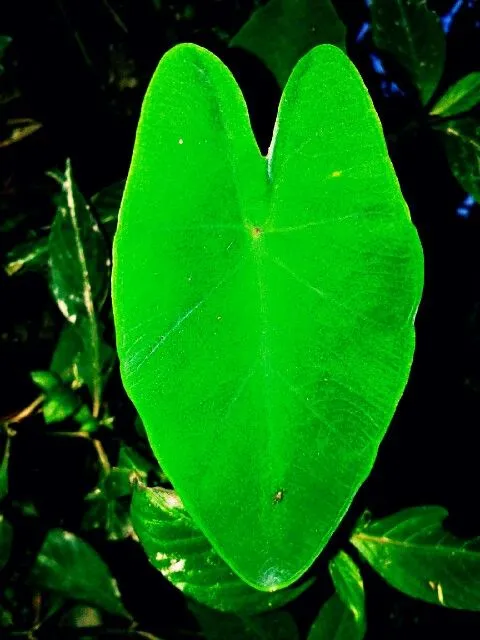PicsArt_05-16-04.01.33.jpg