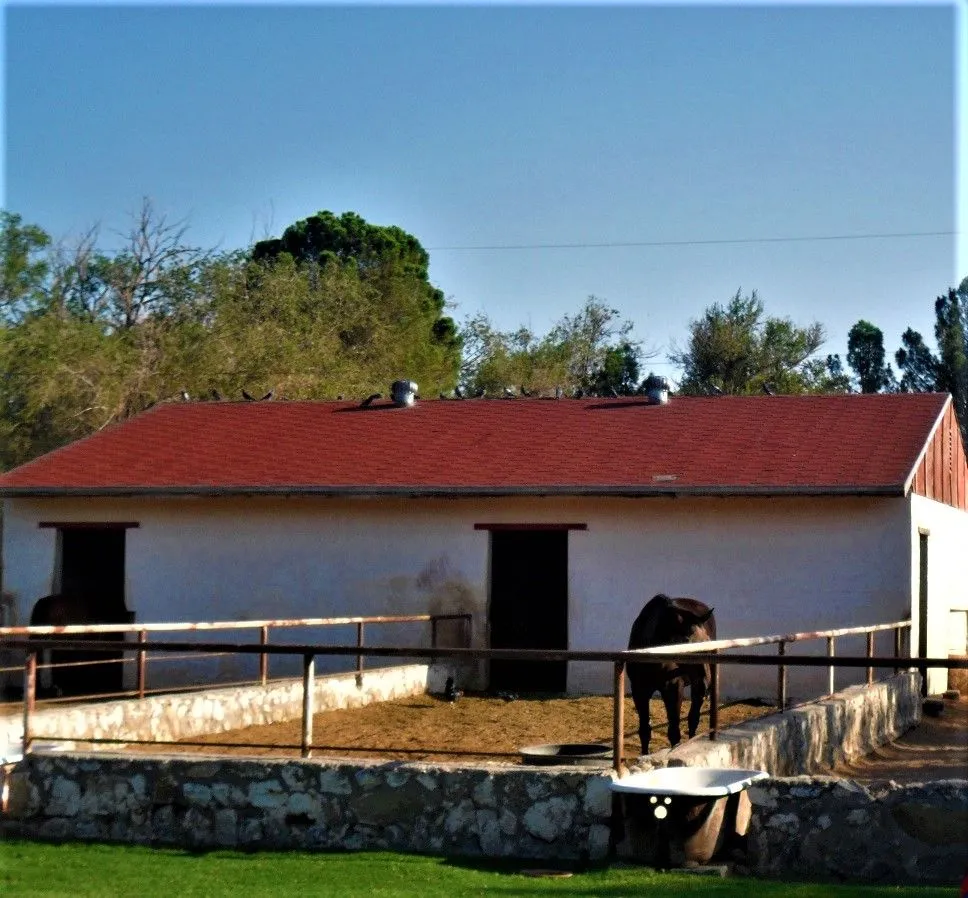 animal_photo_dove_cows.jpg