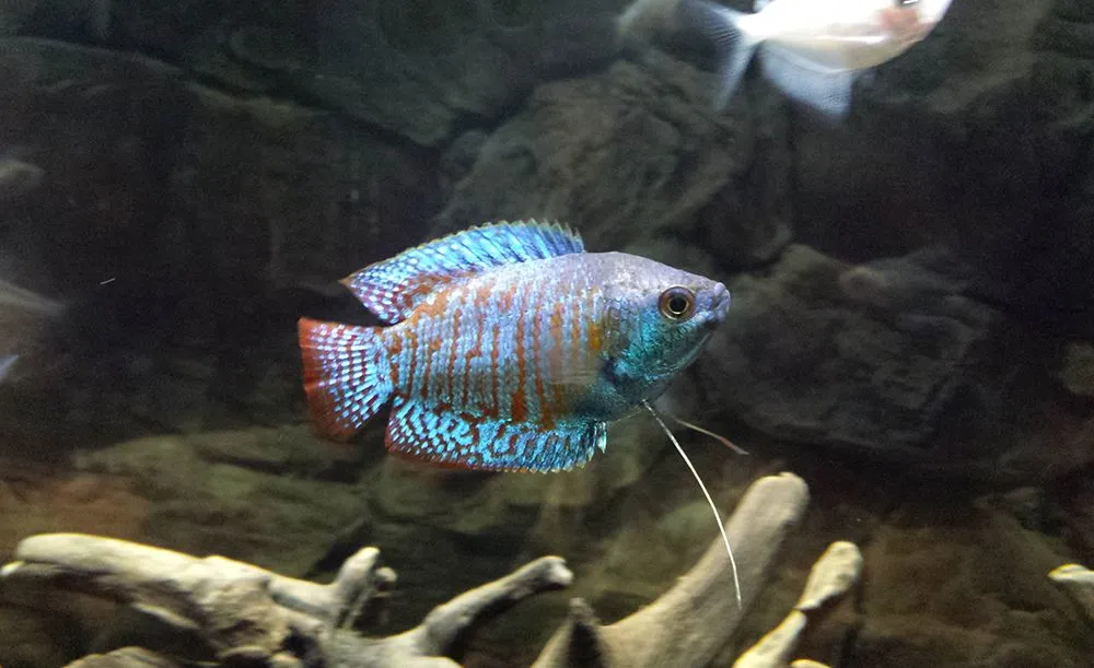 20140718_091046 copy.JPG