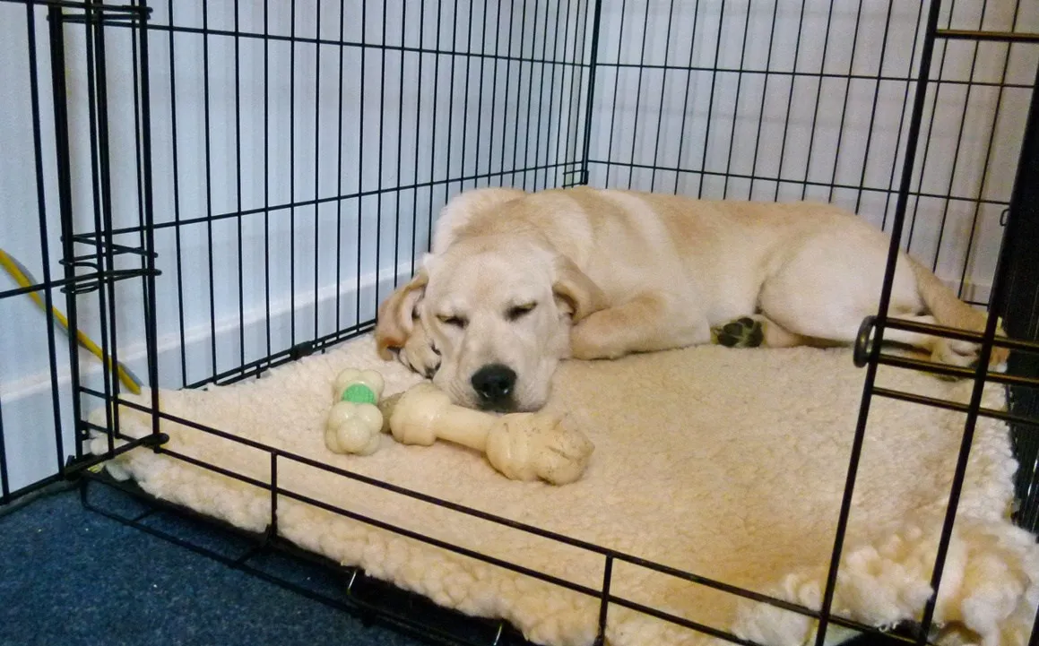 dog-sleeping-in-kennel.jpg