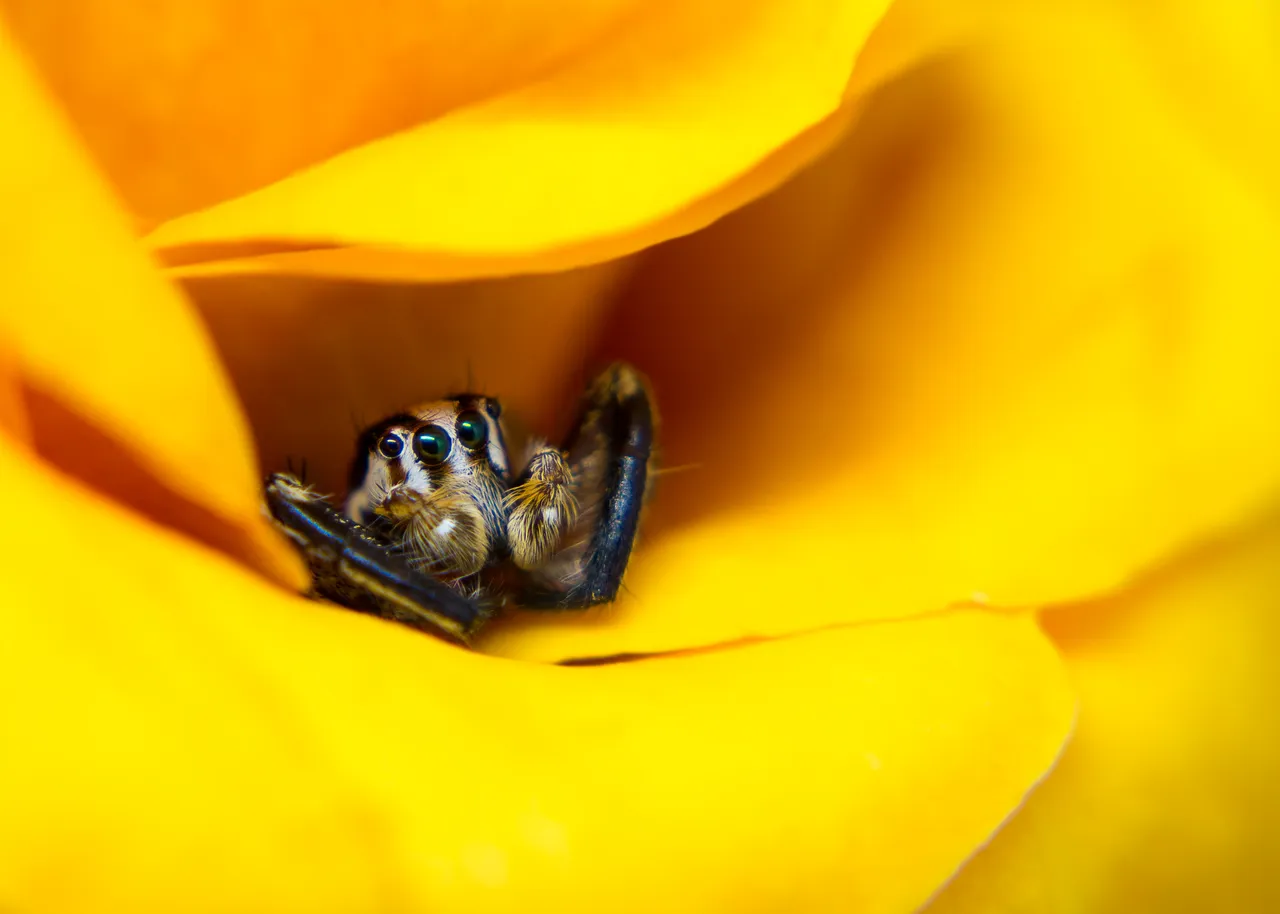 Spider-in-a-rose-01-01.jpg