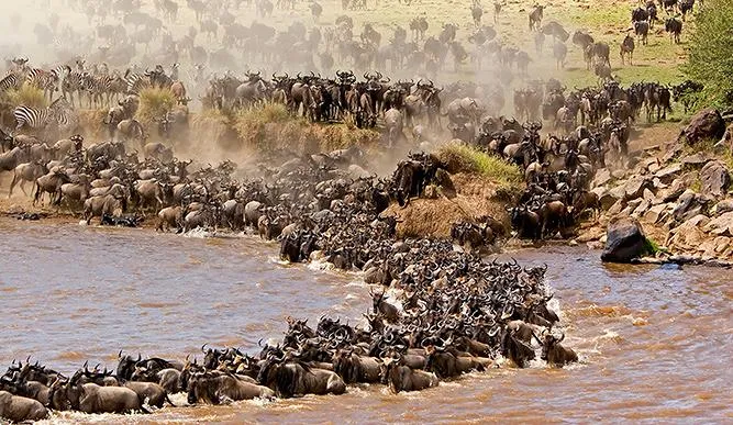 wildebeest migration.jpg