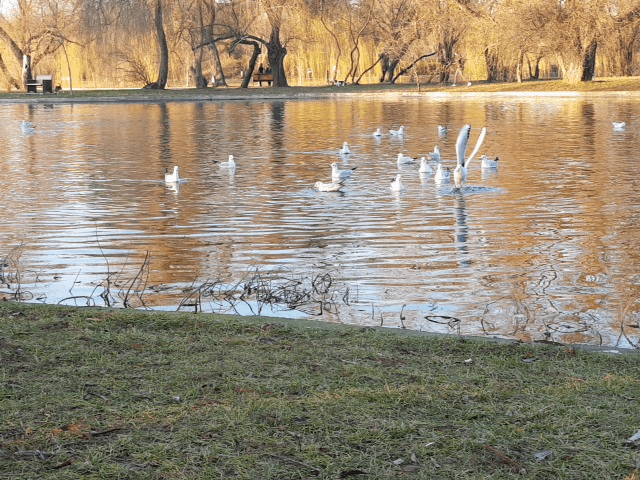 20180107_154600[1].gif