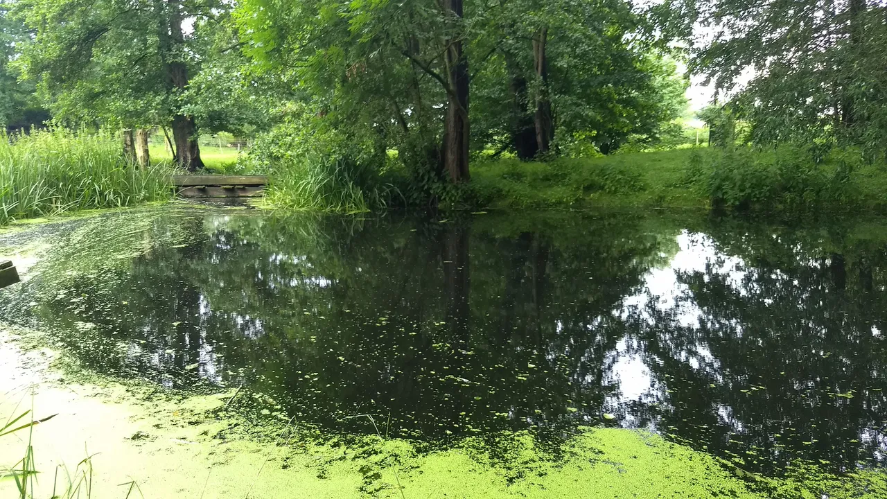 IMG_20170701_174648104.jpg